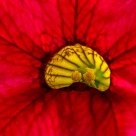 Yellow Centre